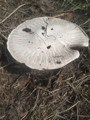 Agaricus hondensis