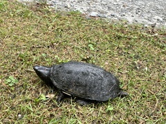 Sternotherus odoratus
