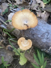 Cerioporus leptocephalus