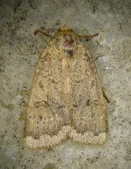 Abagrotis alternata