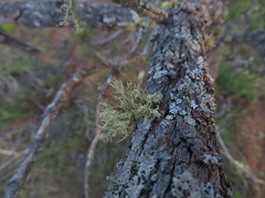 Usnea hirta