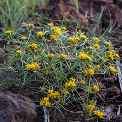 Pectis angustifolia