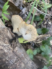 Cerioporus leptocephalus