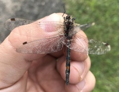Leucorrhinia rubicunda