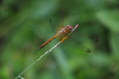 Trithemis aurora