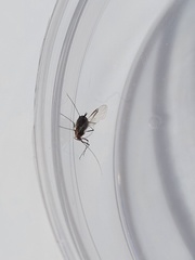 Aphidomorpha