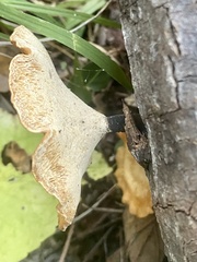 Cerioporus leptocephalus