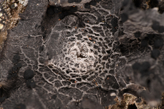 Umbilicaria