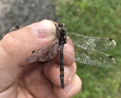 Leucorrhinia rubicunda
