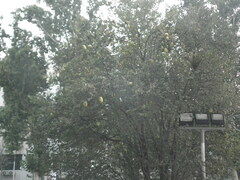 Pseudocydonia sinensis