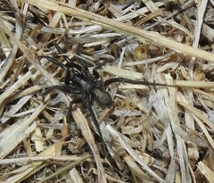 Herpyllus propinquus