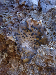 Umbilicaria