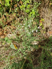 Gonepteryx cleopatra