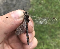 Leucorrhinia rubicunda