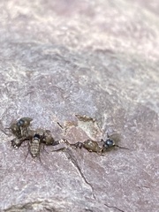Phoridae