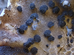Umbilicaria