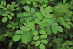 Indigofera hirsuta
