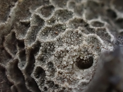 Umbilicaria