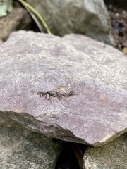 Phoridae