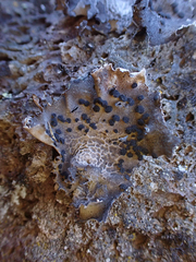 Umbilicaria