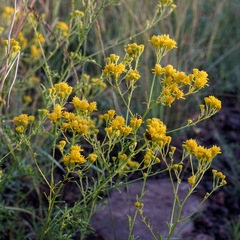 Hymenothrix wislizeni