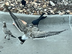 Leucophaeus atricilla