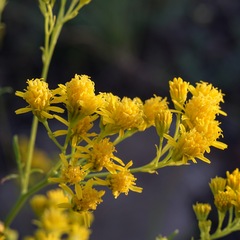 Hymenothrix wislizeni