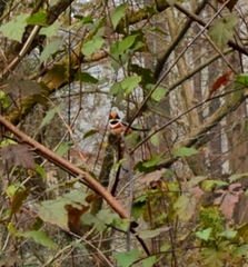 Aegithalos concinnus