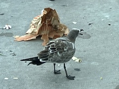 Leucophaeus atricilla