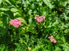 Chaerophyllum rubellum
