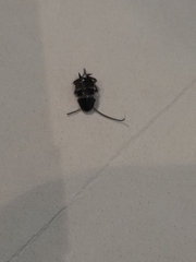 Periplaneta fuliginosa