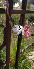 Oenothera lindheimeri
