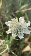 Scabiosa ochroleuca