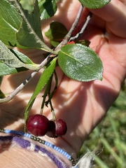Aronia arbutifolia