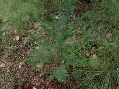 Pinus cembroides
