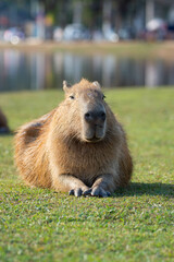 Hydrochoerus hydrochaeris