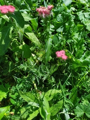 Chaerophyllum rubellum