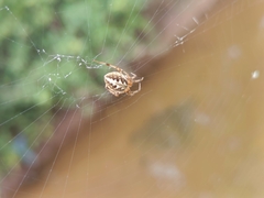Araneidae
