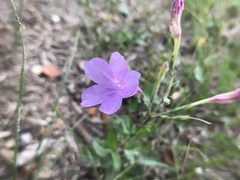 Ruellia nudiflora