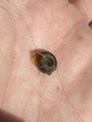 Planorbella trivolvis