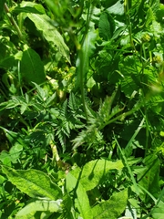 Chaerophyllum rubellum