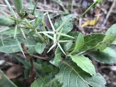 Ruellia nudiflora