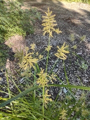 Cyperus esculentus
