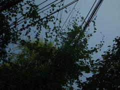 Reynoutria multiflora