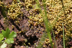 Eccremidium arcuatum
