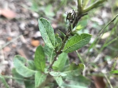 Ruellia nudiflora