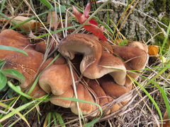 Ischnoderma resinosum