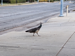 Pavo cristatus