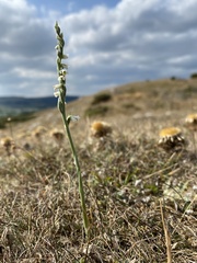 Spiranthes spiralis