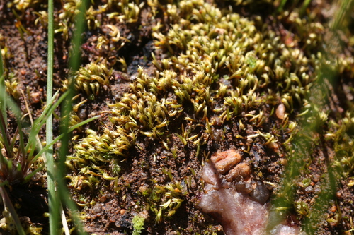 Kangaroo Paw Moss (Eccremidium arcuatum)